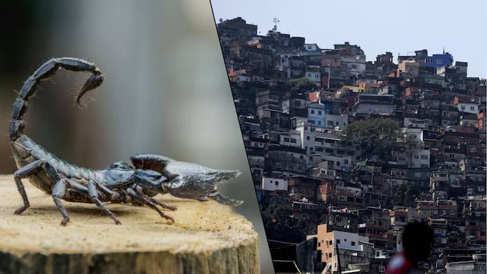 🇧🇷 Brésil : les villes envahies par les scorpions, les piqûres explosent de 250 % 1 🇧🇷 Brésil : les villes envahies par les scorpions, les piqûres explosent de 250 %