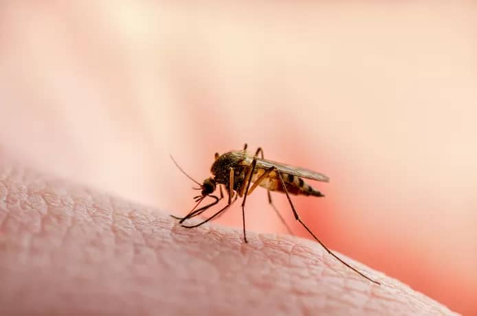 🦟 Pourquoi certaines personnes sont-elles de véritables aimants à moustiques? 1 🦟 Pourquoi certaines personnes sont-elles de véritables aimants à moustiques?