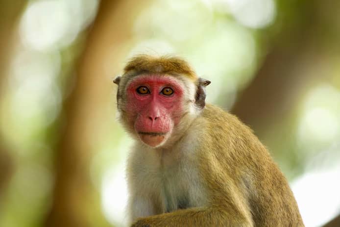 🇱🇰 Sri Lanka : Une coupure de courant généralisée provoquée par un singe 1 🇱🇰 Sri Lanka : Une coupure de courant généralisée provoquée par un singe