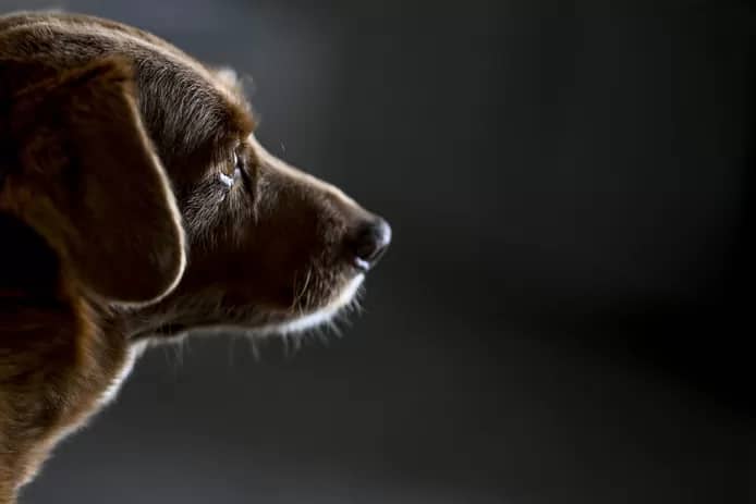🐶 Bobi, le plus vieux chien du monde, est mort à 31 ans 4 image 137