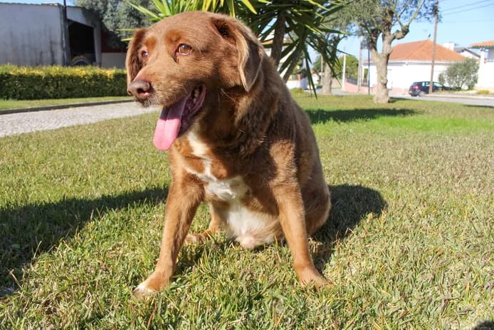 🐶 Bobi, le plus vieux chien du monde, est mort à 31 ans 2 image 138