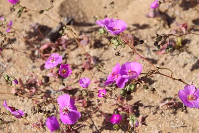 🇨🇱 Au Chili, des pluies inhabituelles font fleurir le désert aride d’Atacama 2 telecharger 2024 07 11T185820.903