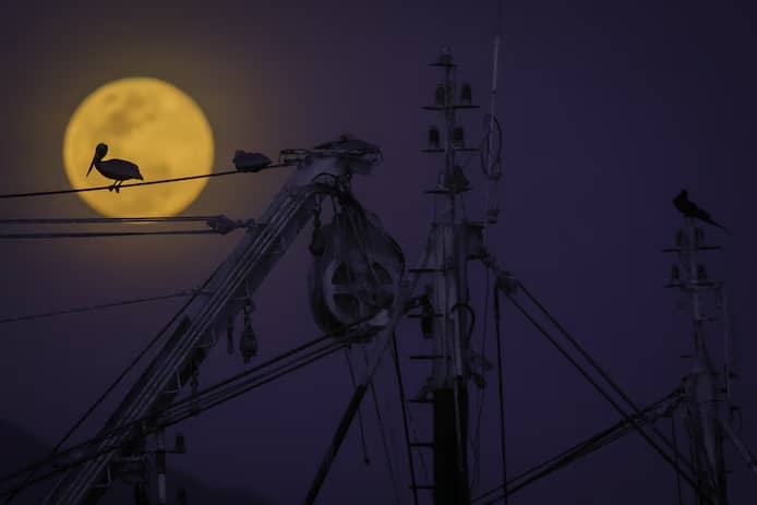🌕 Les splendides images de la “pleine lune du loup” à travers le monde 5 image 300