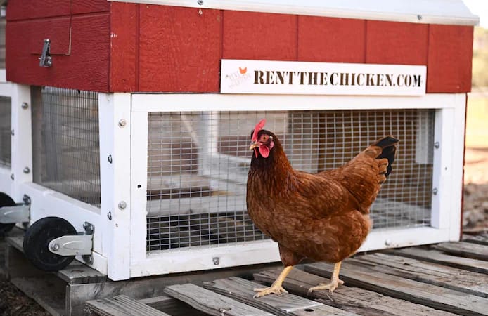 🇺🇸 Louer une poule : la nouvelle tendance face à la flambée des prix des œufs aux États-Unis