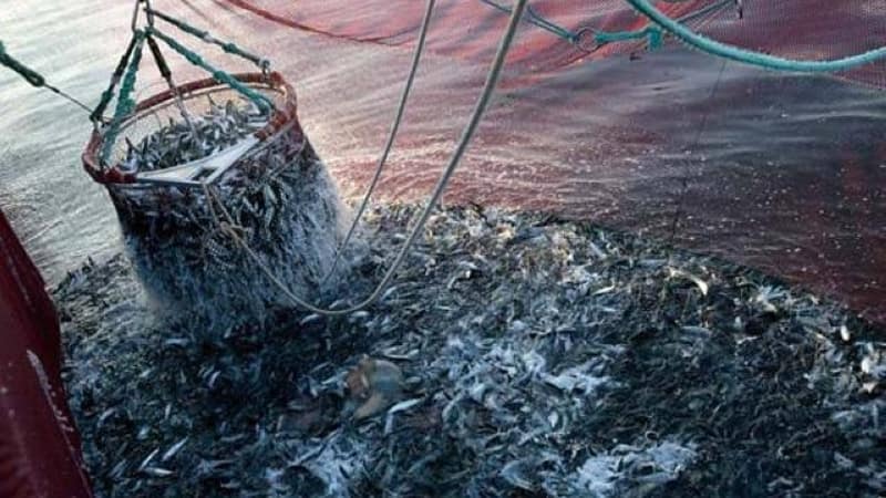 🌊 Pêche illégale en Afrique de l’Ouest : deux ONG attaquent l’Espagne pour inaction